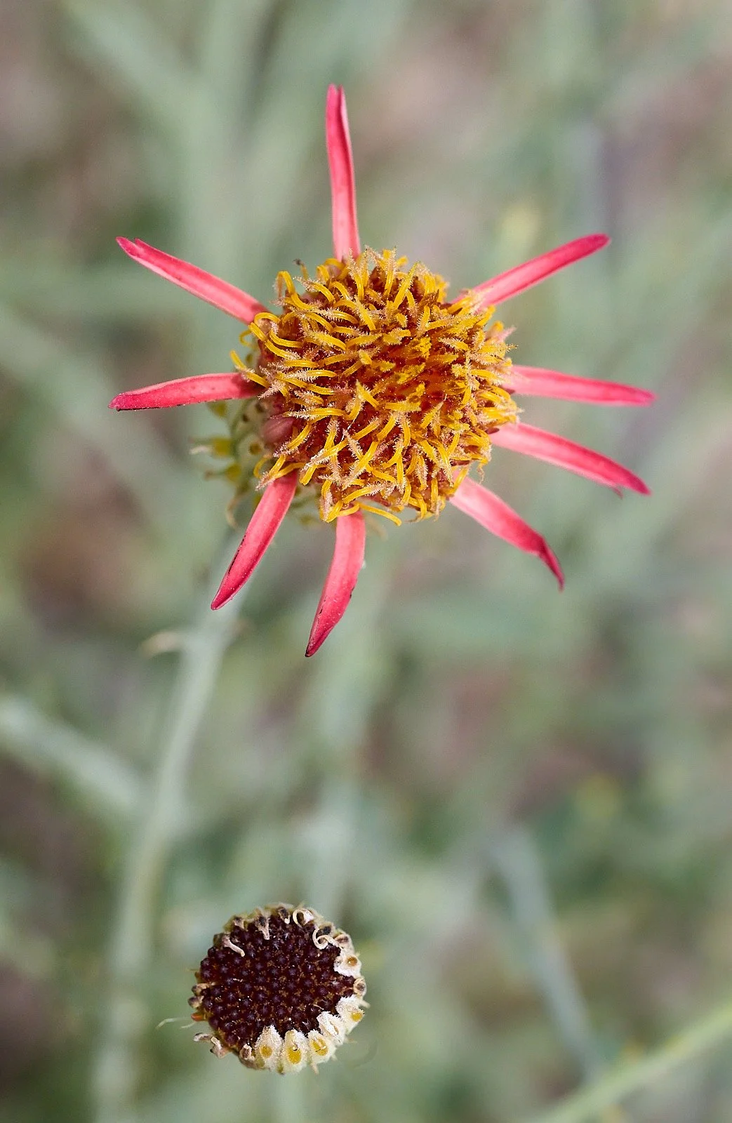 plants GDW_4277.jpg