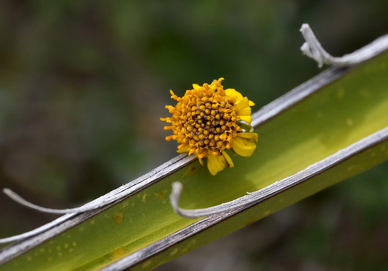 plants GDW_4377.jpg
