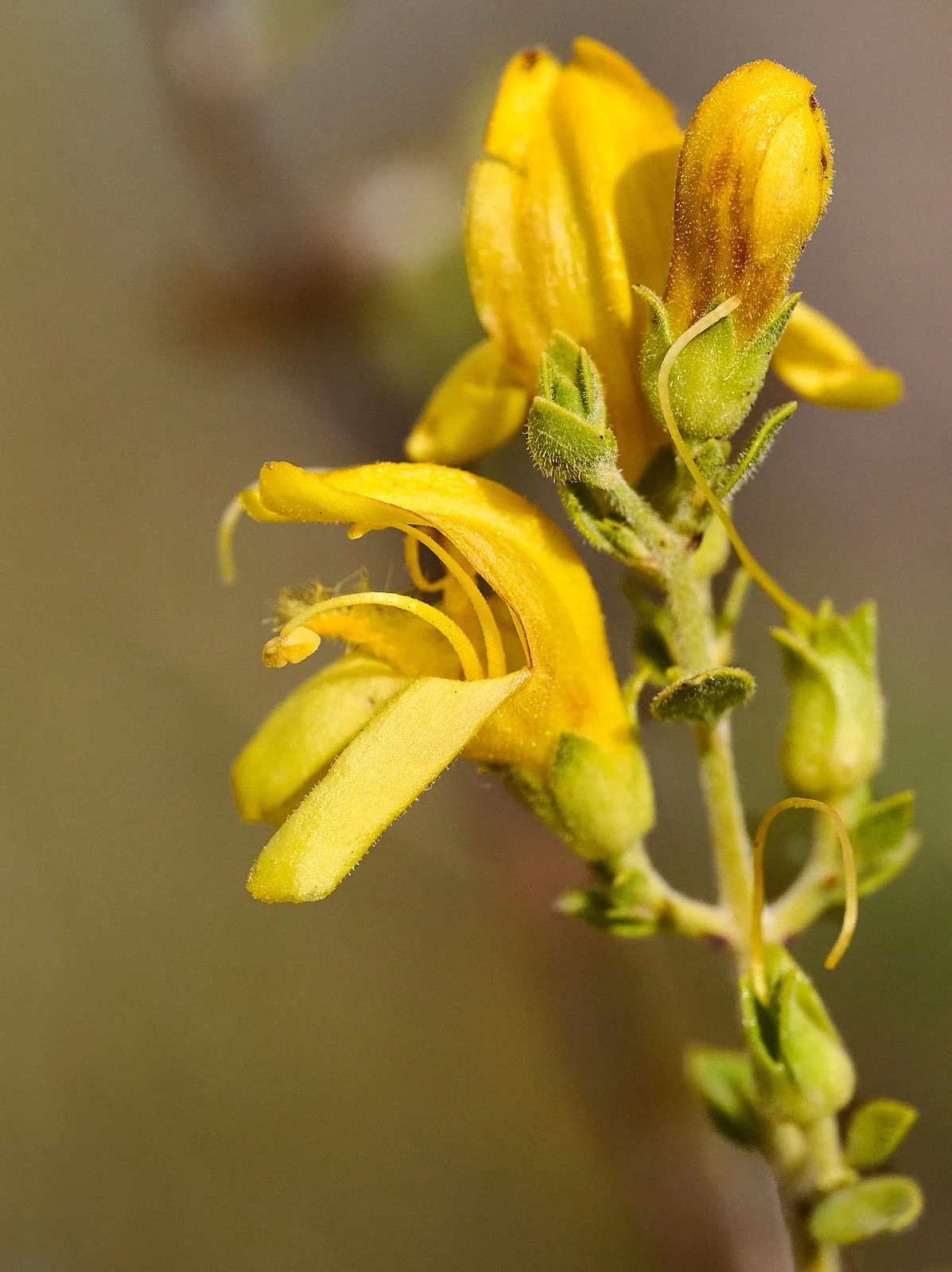 Keckiella spp