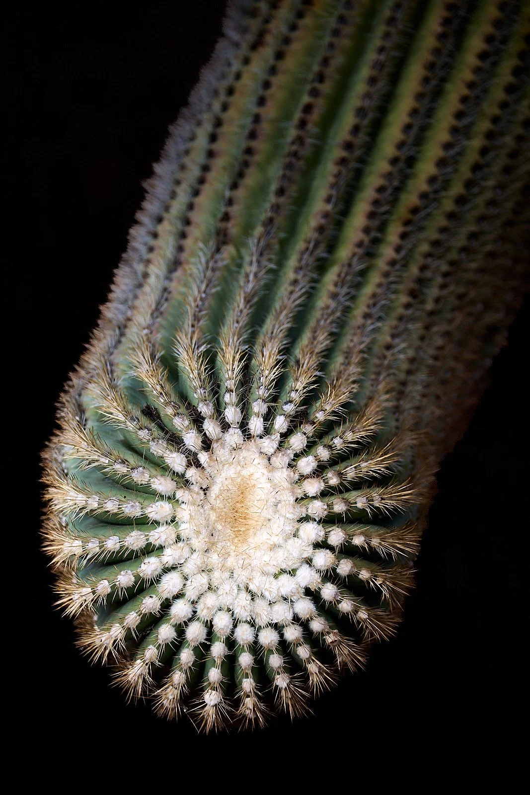 Saguaro