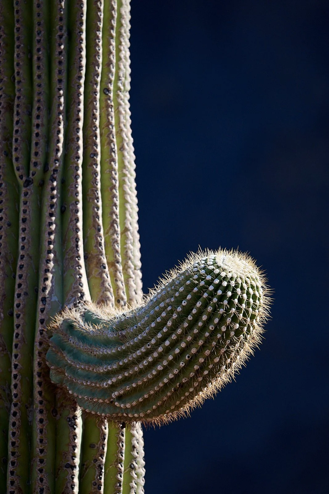 Saguaro