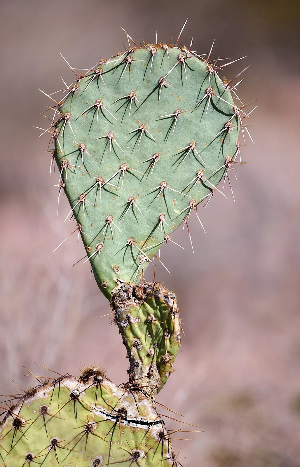 Opuntia spp