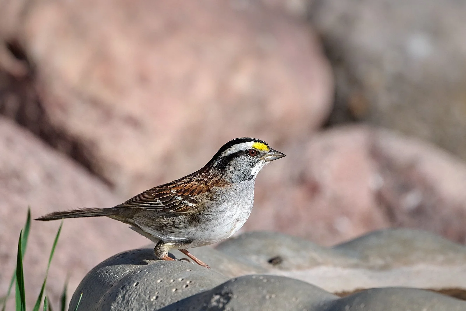 White-throated Sparrow
