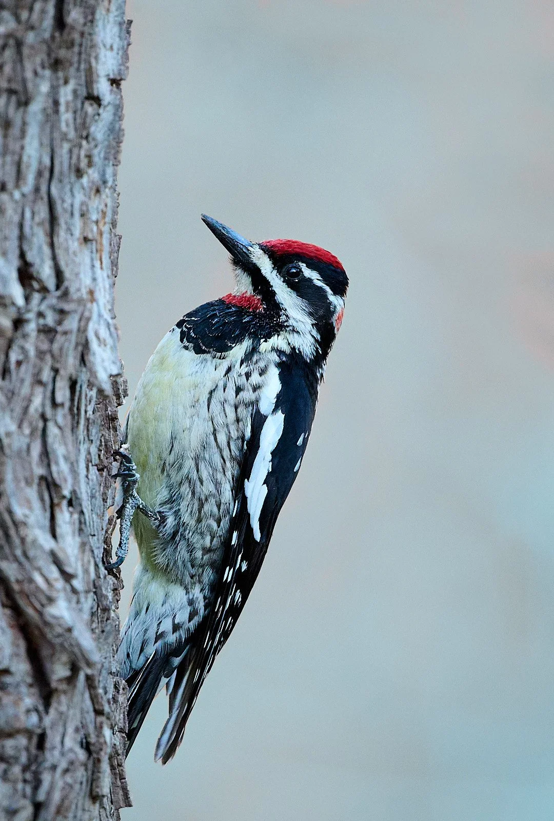 Red-naped Sapsucker