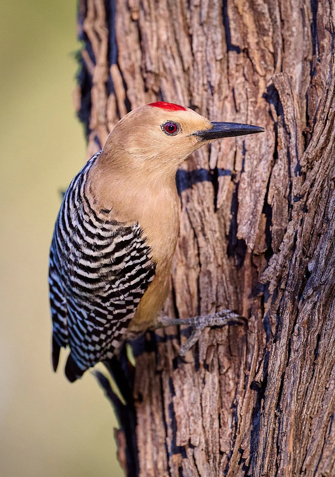 Gila Woodpecker, male