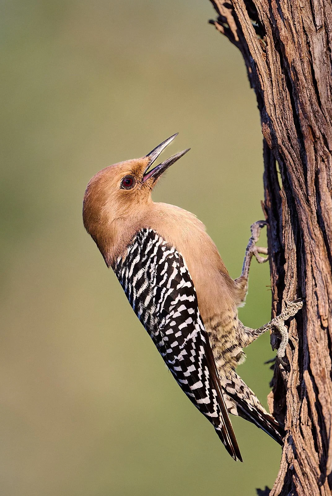 Gila Woodpecker, female