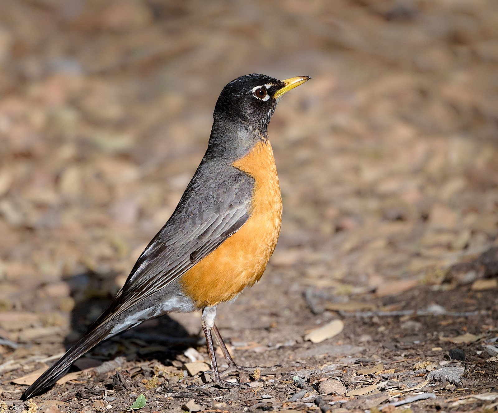American Robin