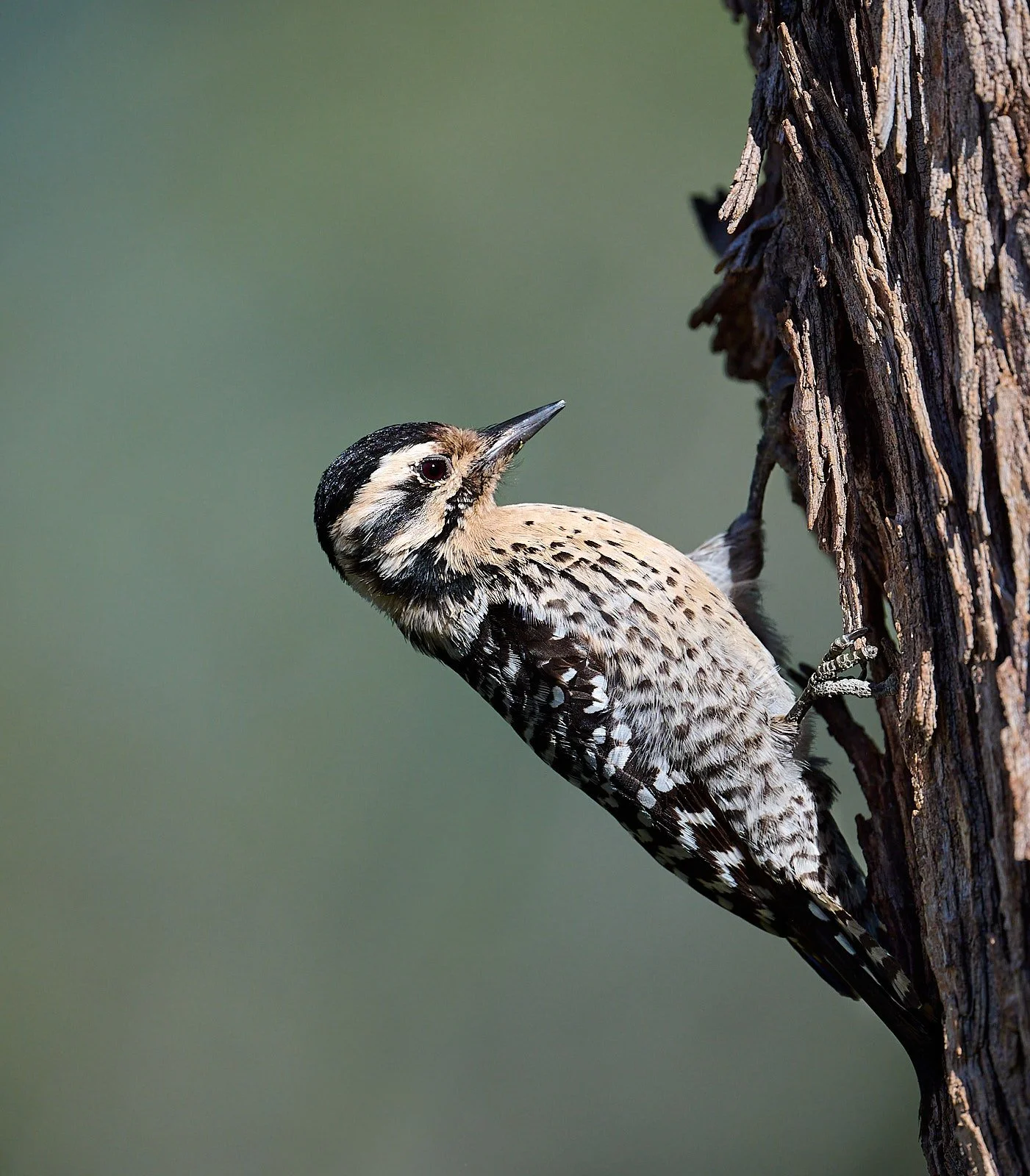 Ladder-backed Woodpecker, female