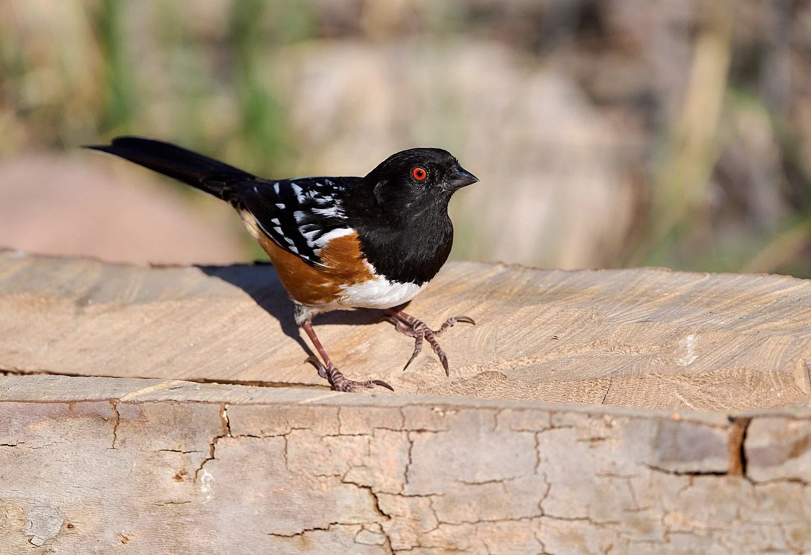 Spotted Towhee