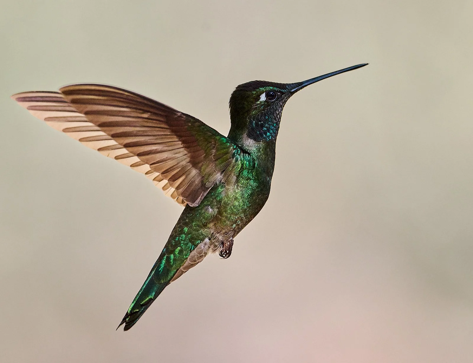 Rivoli's Hummingbird