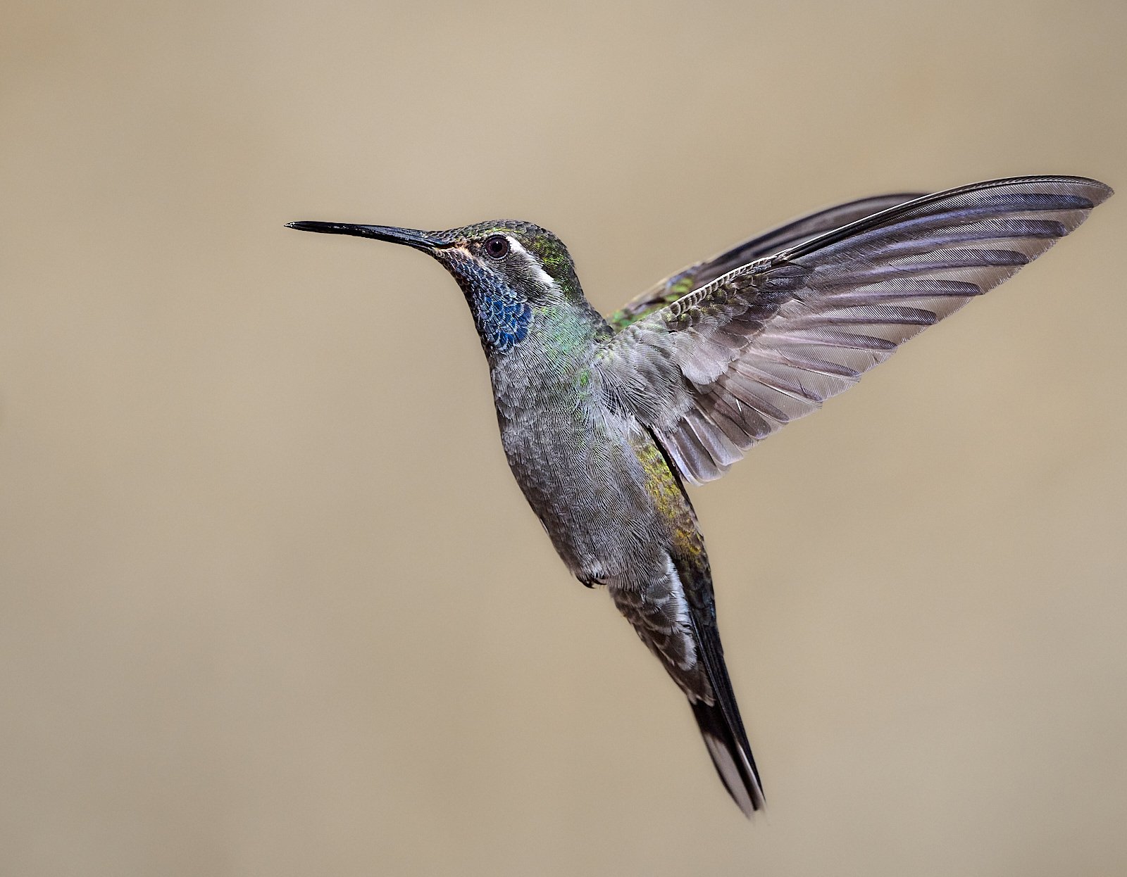 Blue-throated Mountain-gem