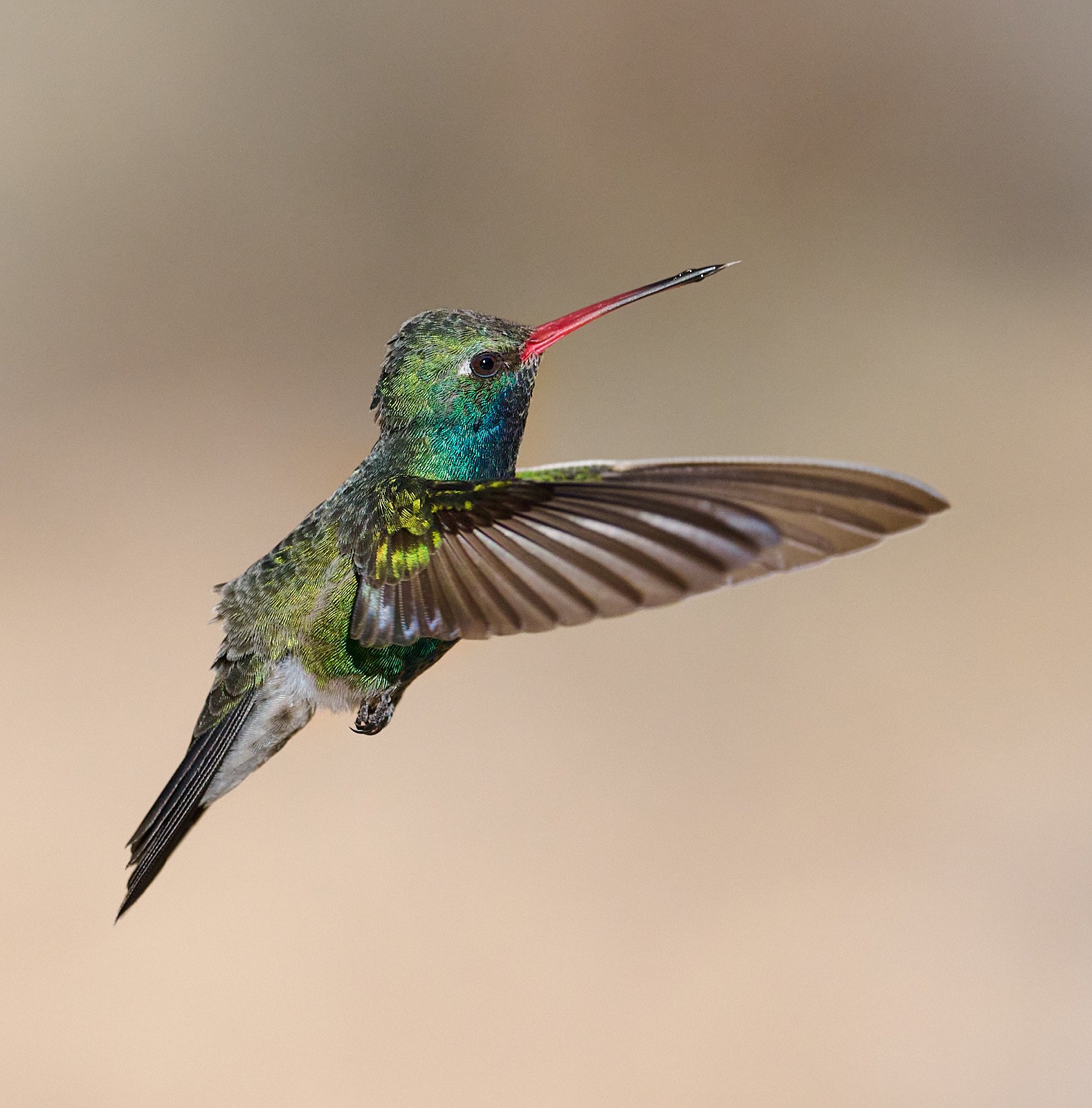 Broad-billed Hummingbird