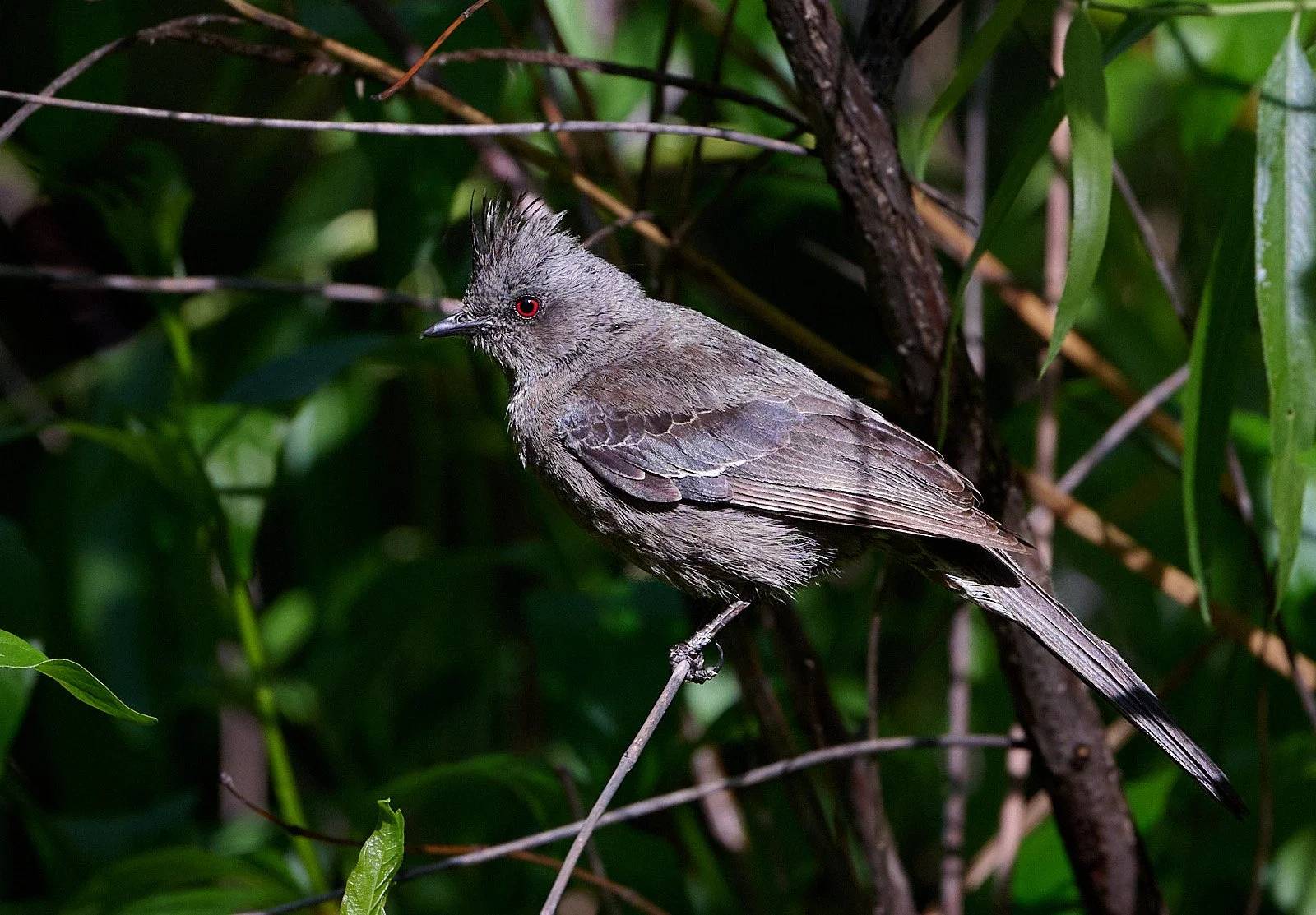 Phainopepla