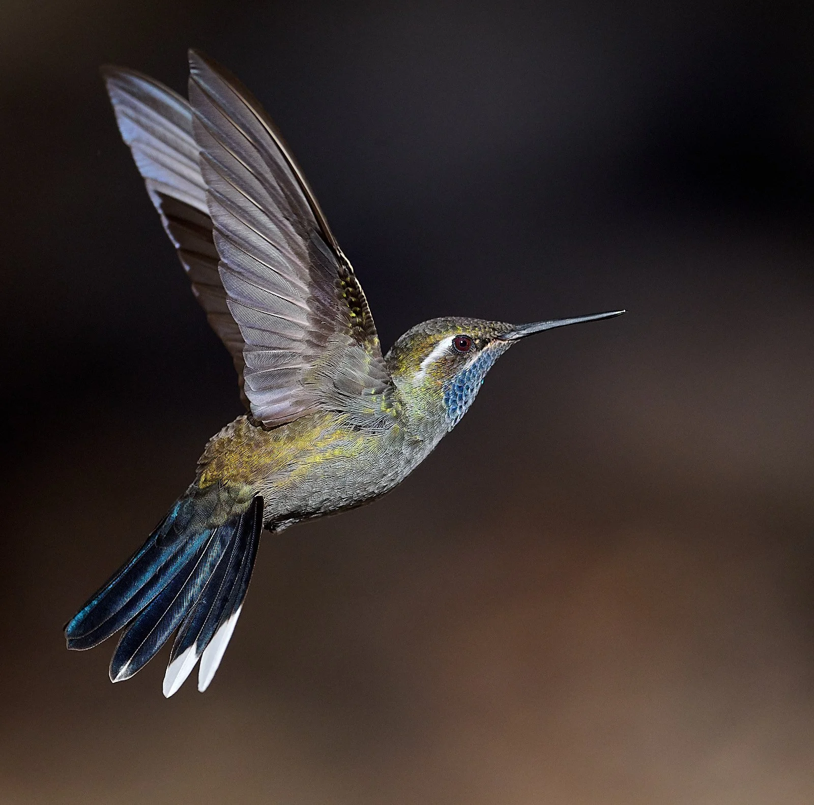 Blue-throated Mountain-gem