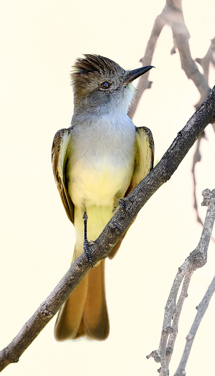 Ash-throated Flycatcher