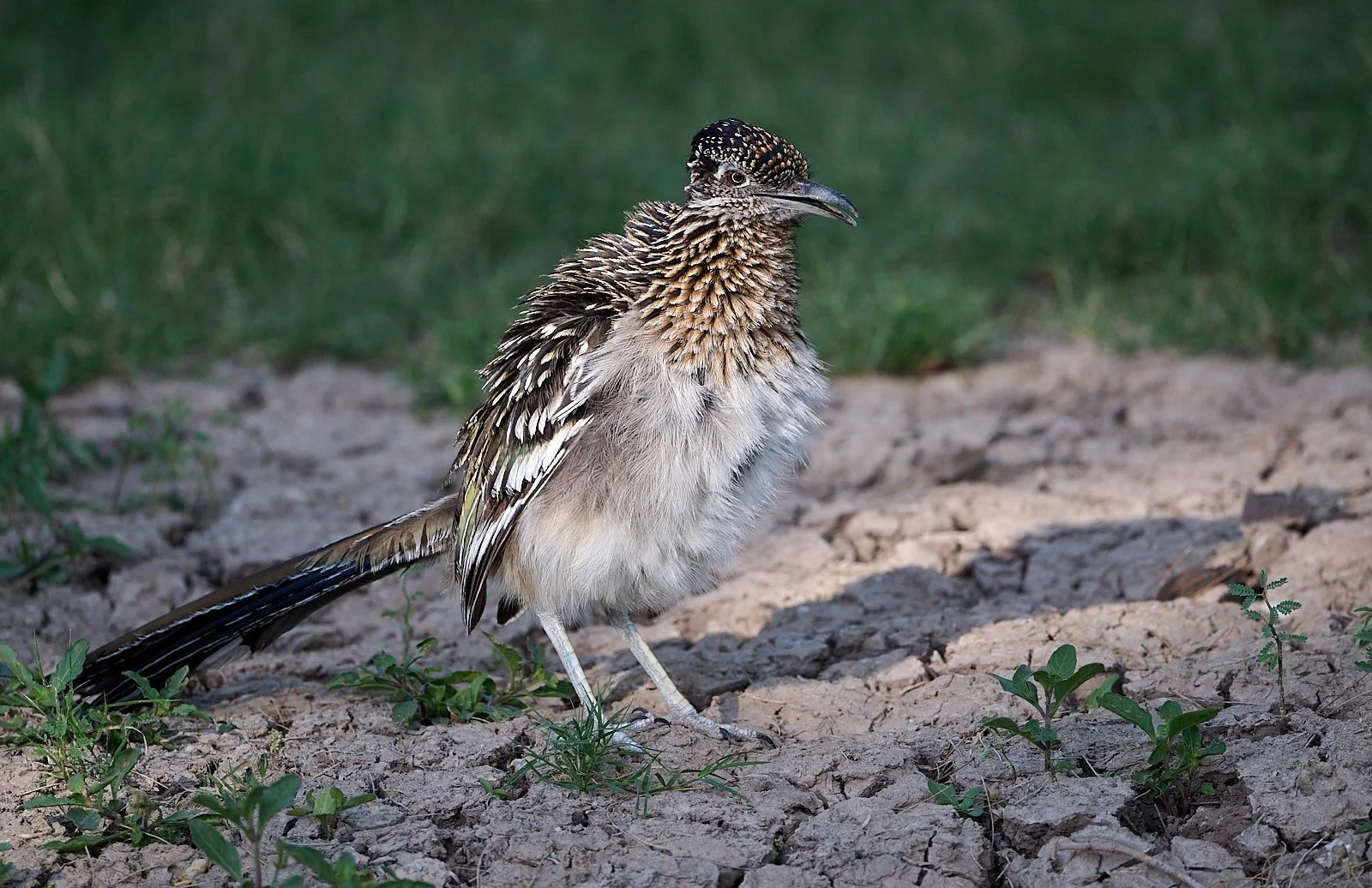 bird GDW_4123.jpg