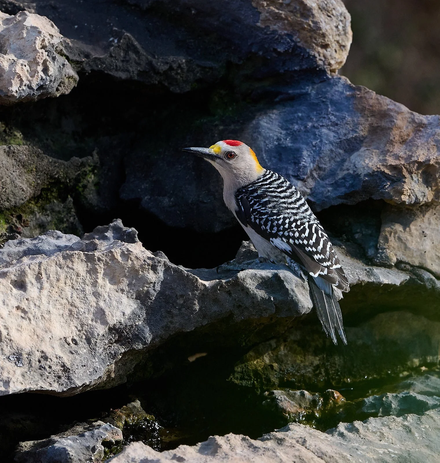 Golden-fronted Woodpecker