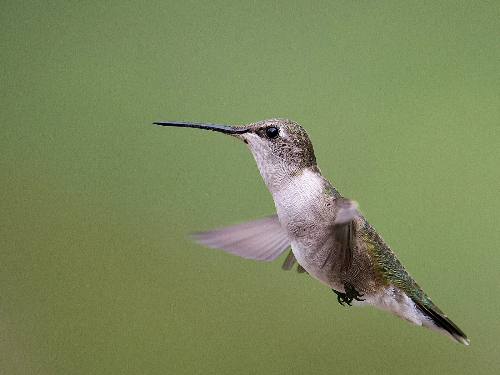 Hummingbird, female, ?spp
