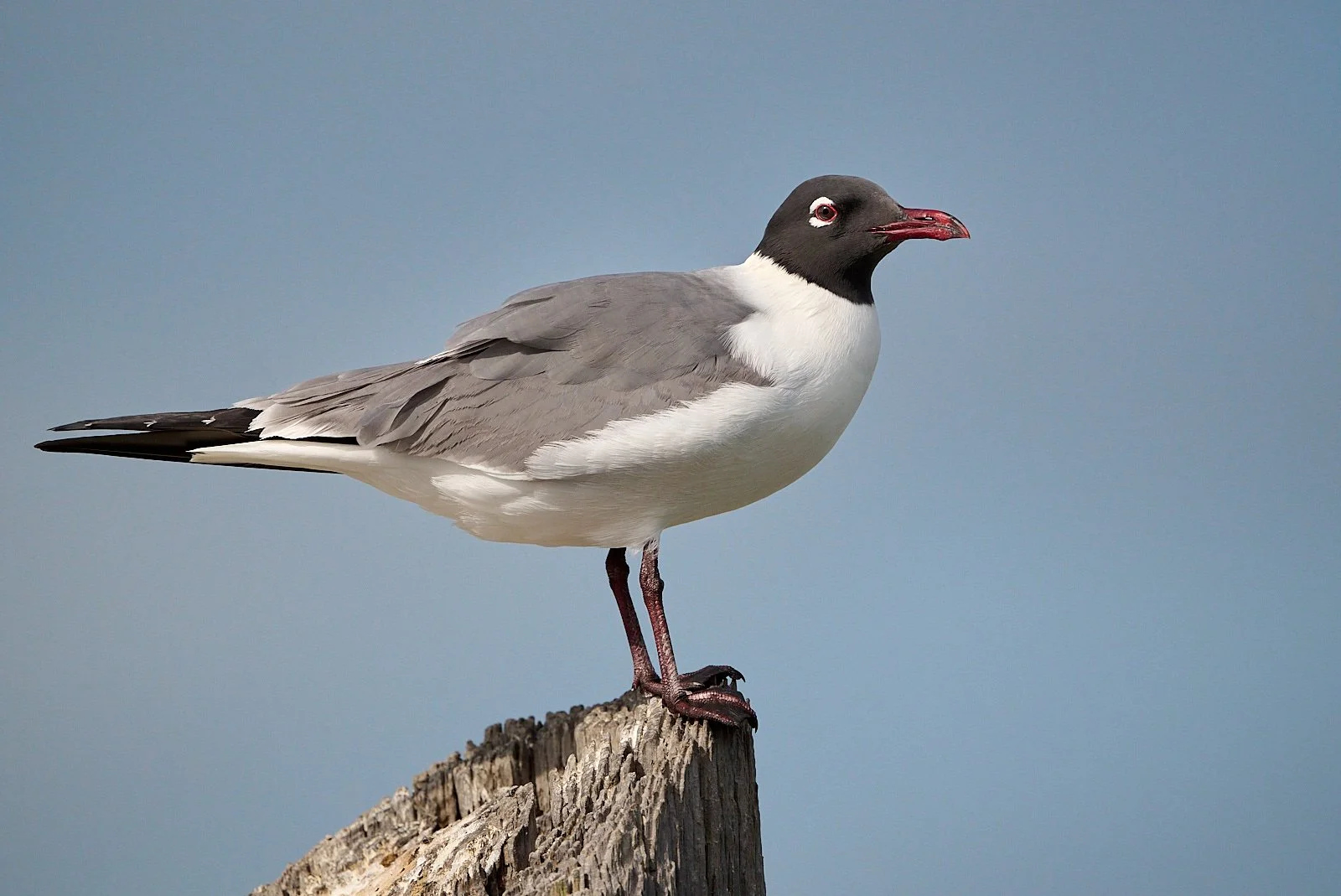 Laughing Gull