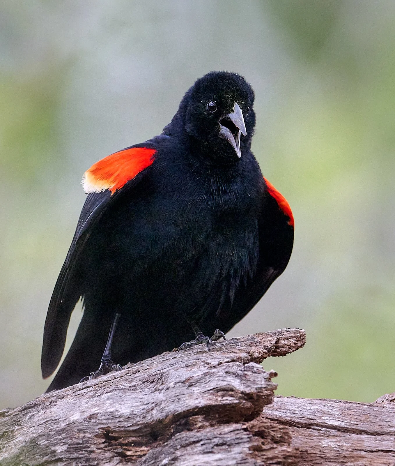 Red-winged Blackbird, male