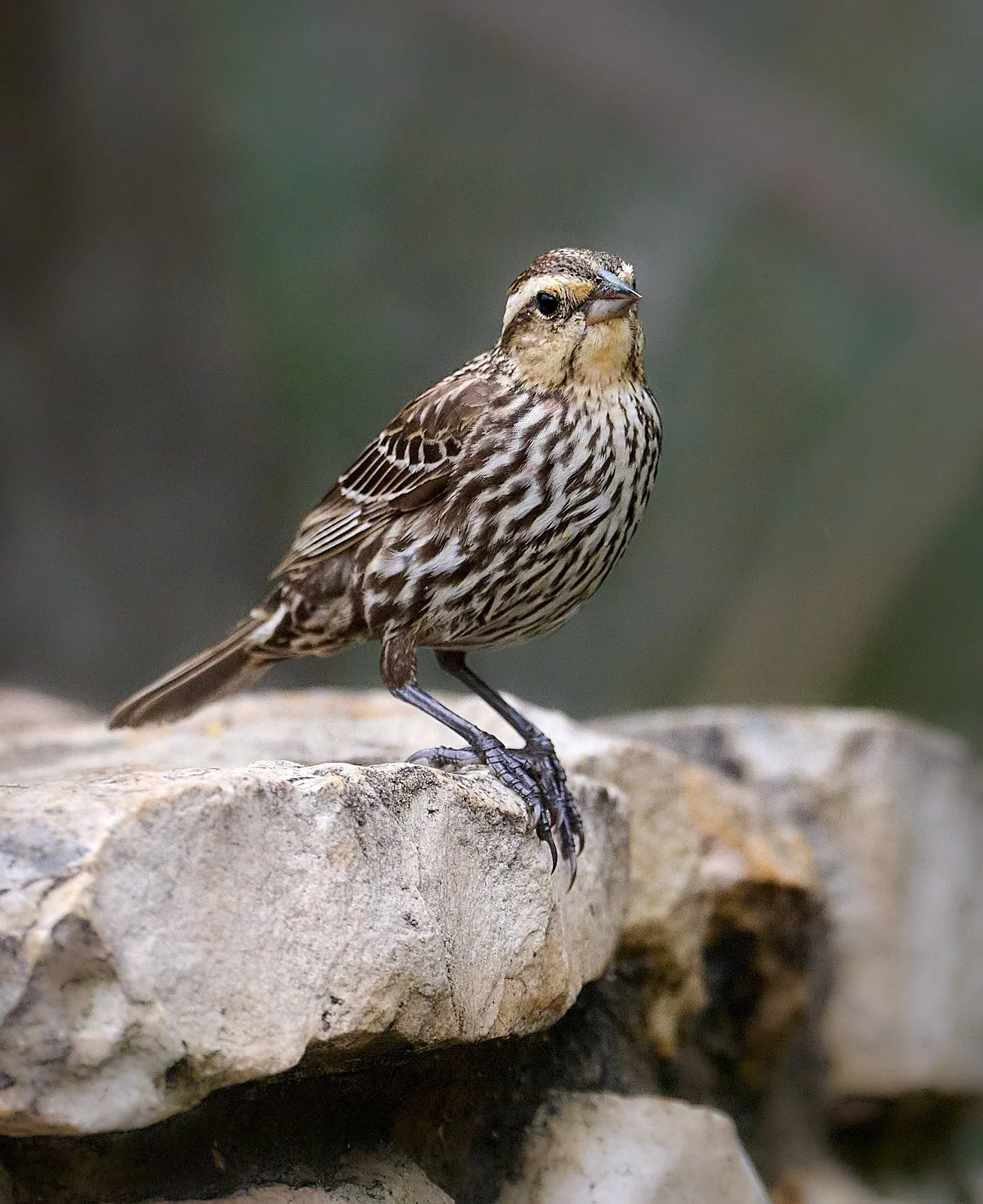 Red-winged Blackbird, female