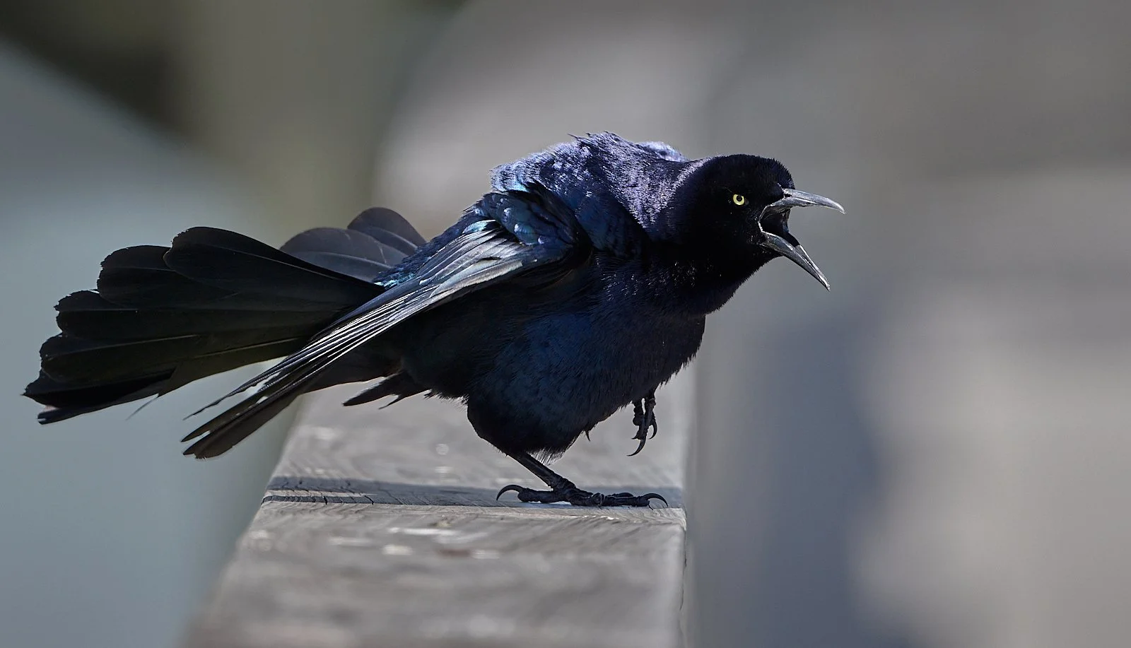 Great-tailed Grackle