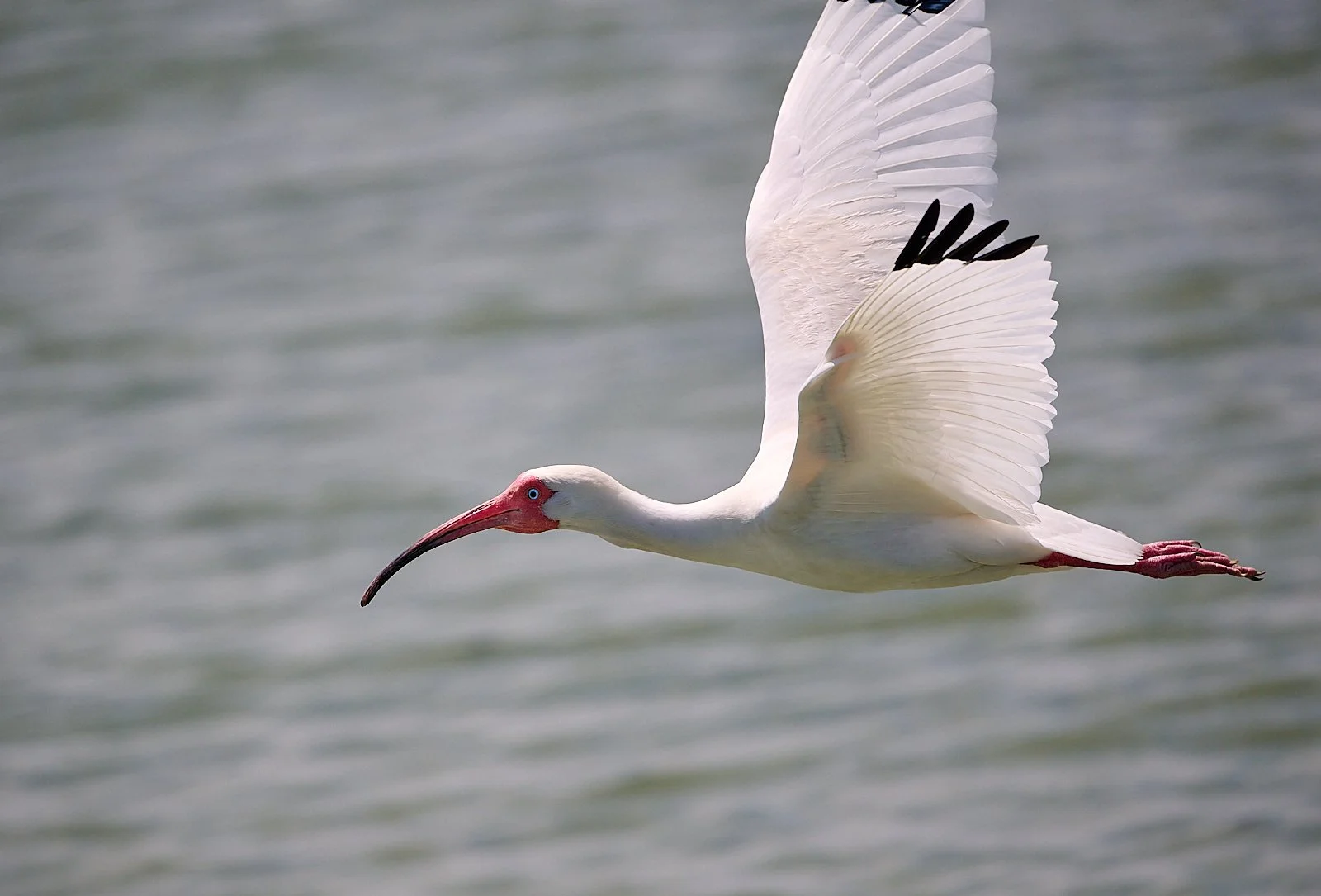 White Ibis
