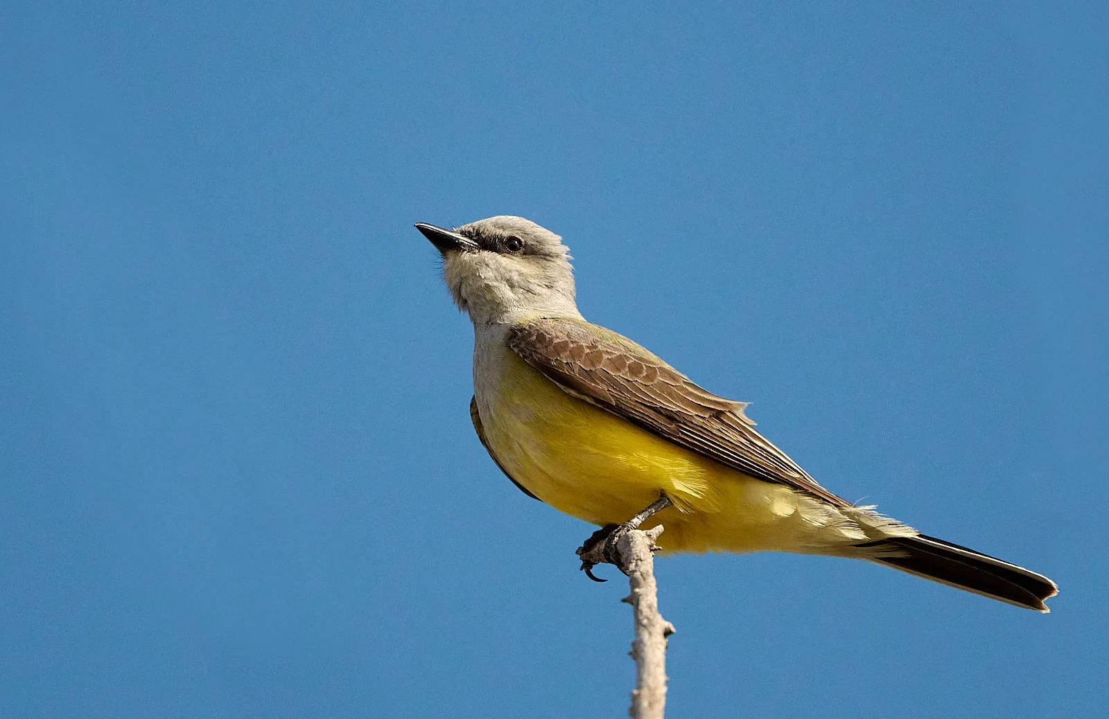 Western Kingbird