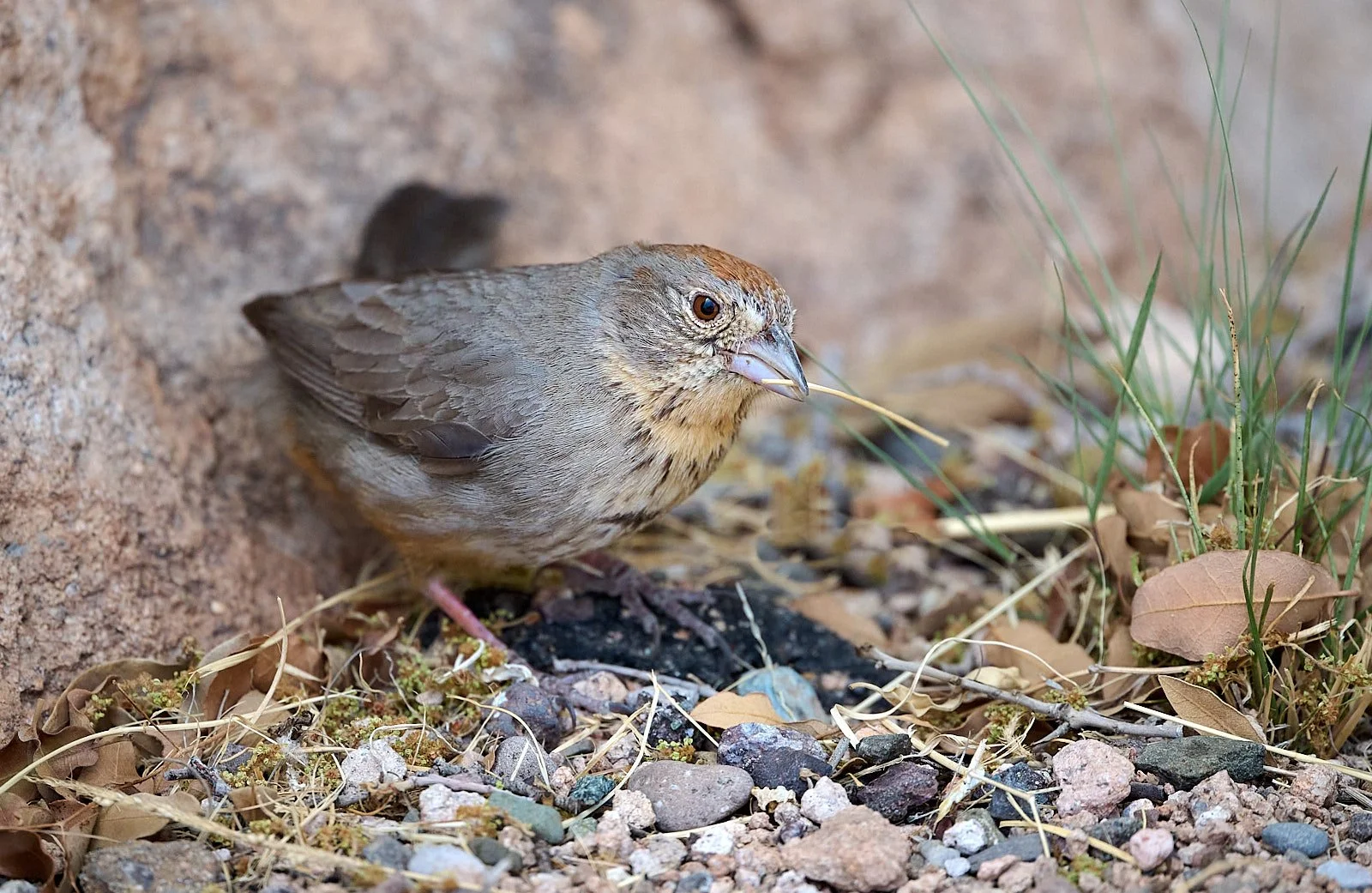 Canyon Towhee