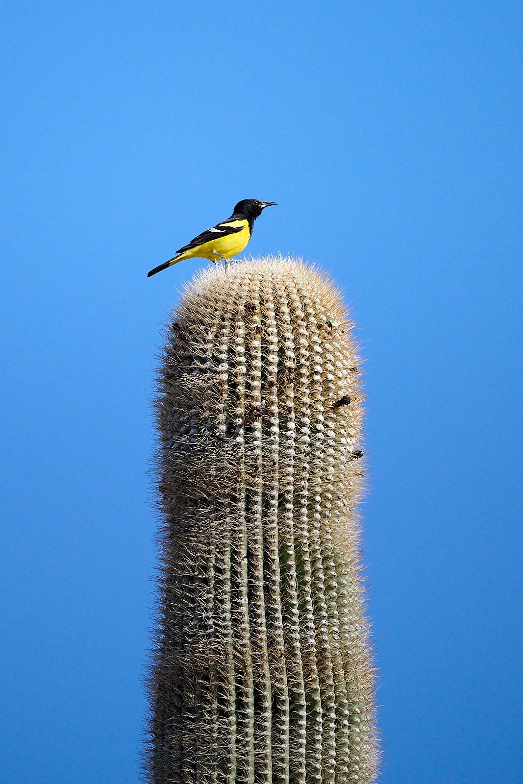 Scott's Oriole
