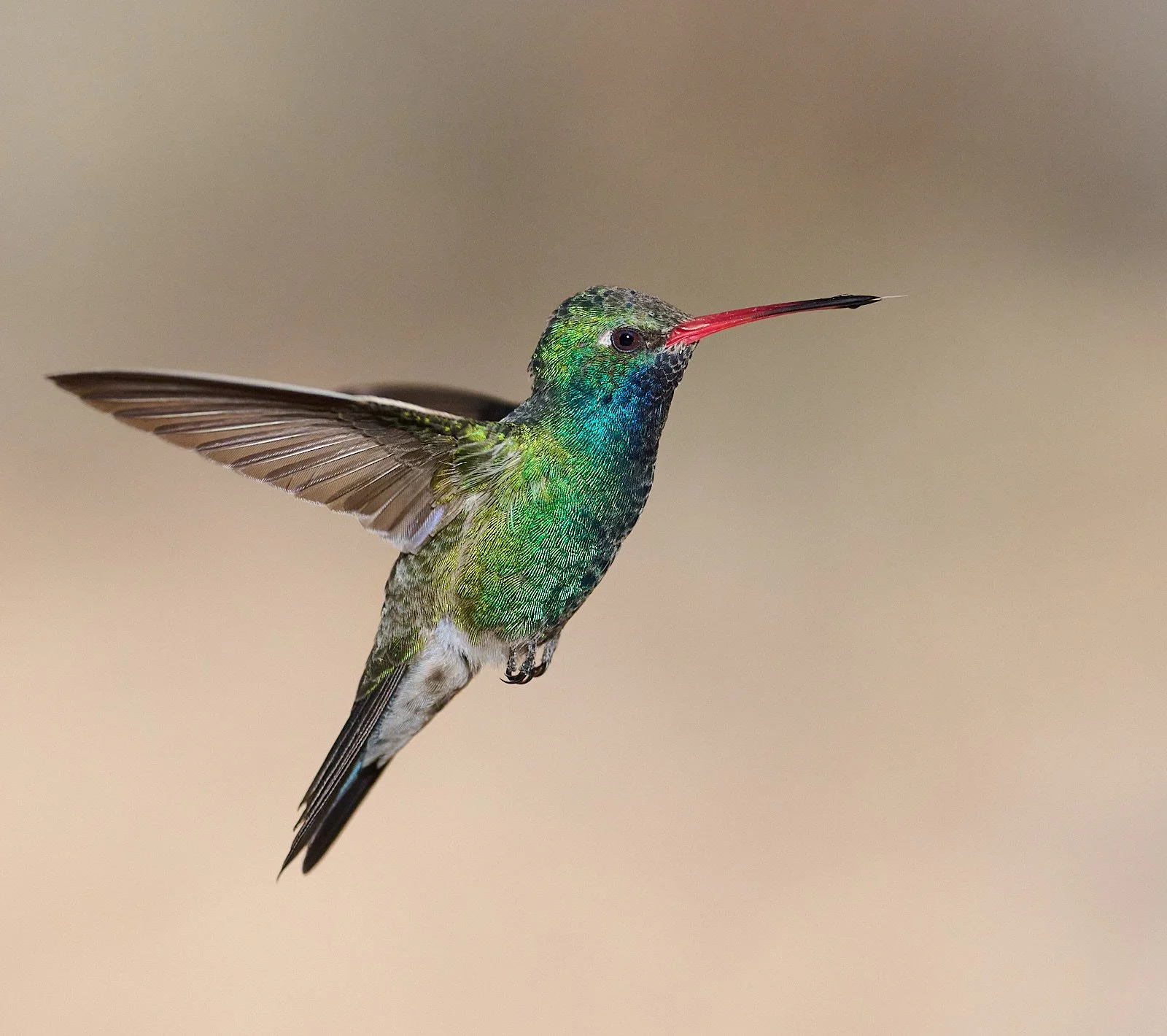 Broad-billed Hummingbird