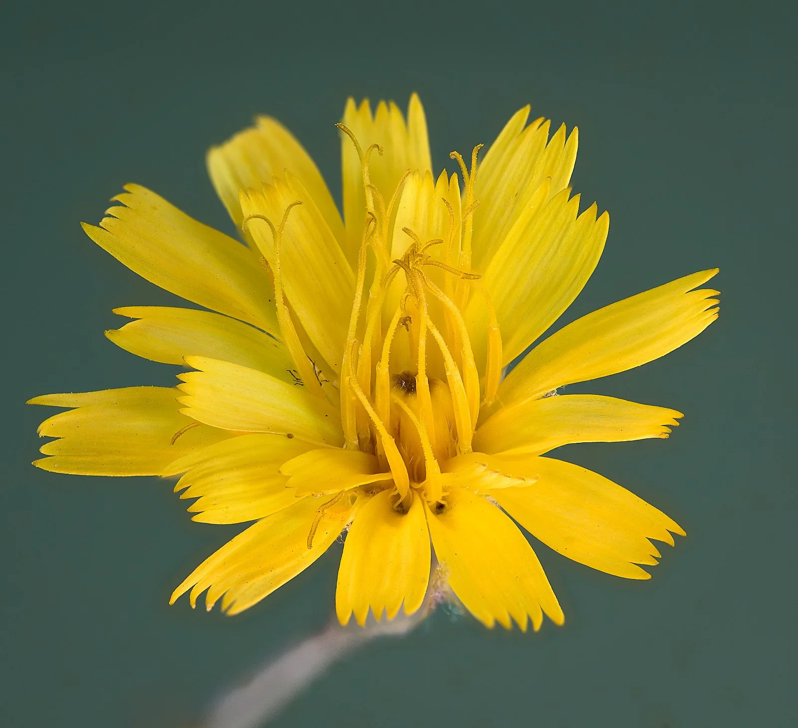 Cat's ear