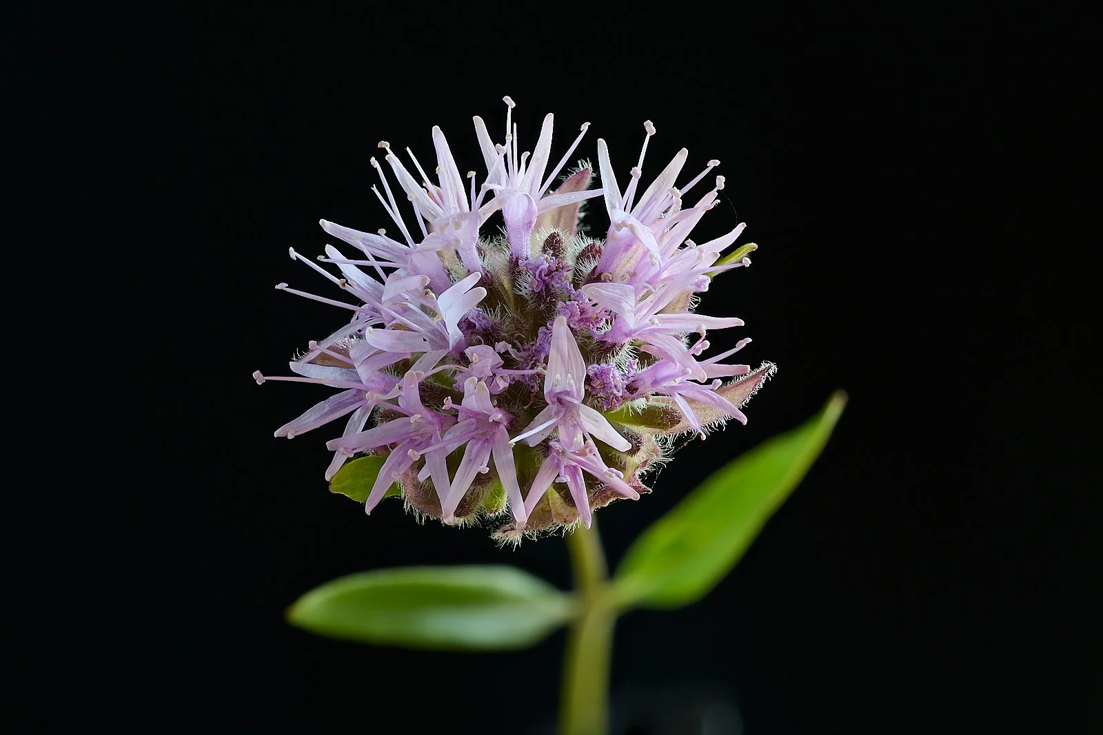 Coyote mint