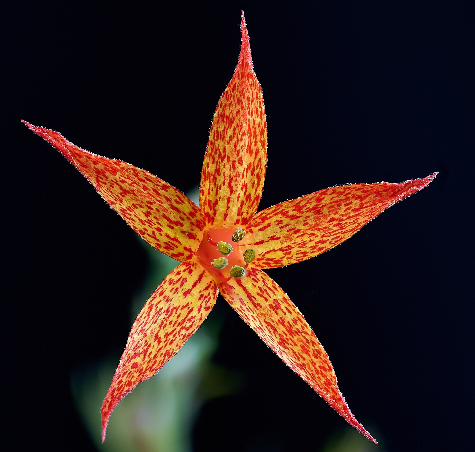 Scarlet gilia