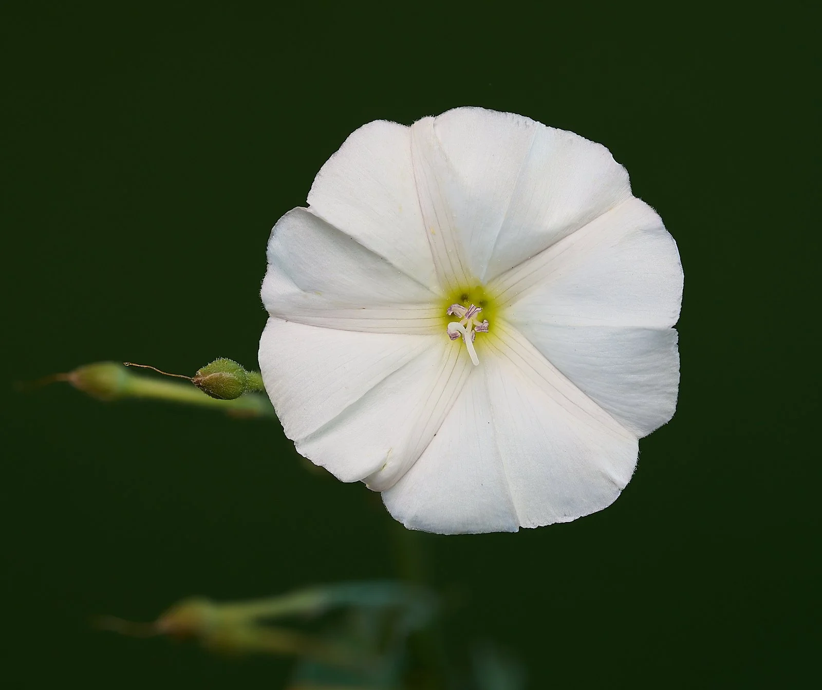Morning Glory