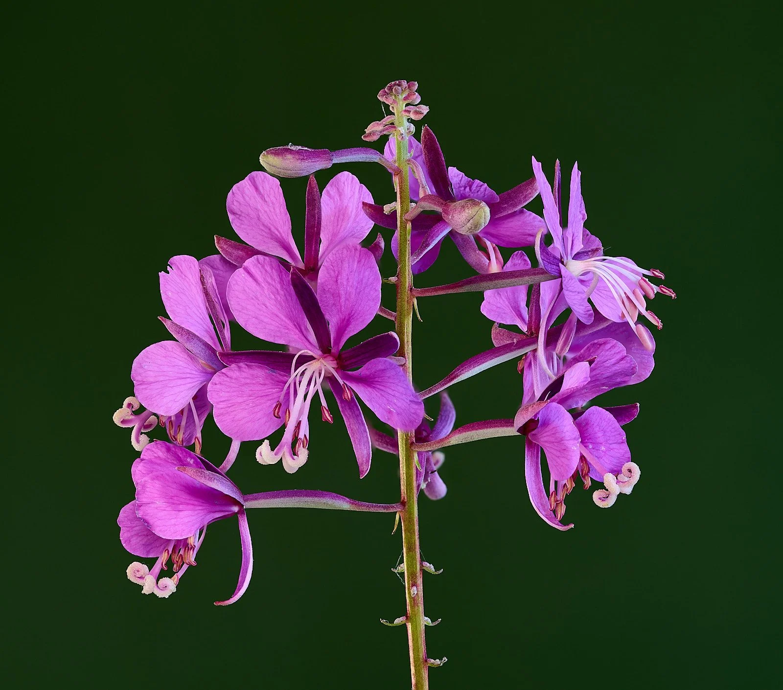 Fireweed