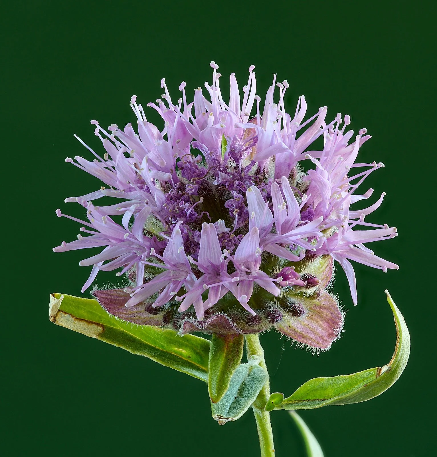 Coyote mint