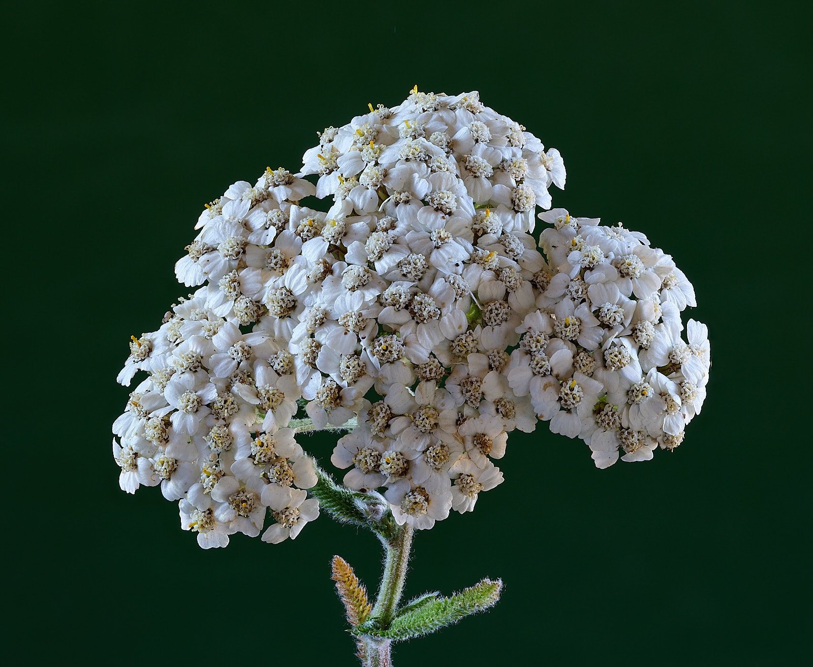 Yarrow