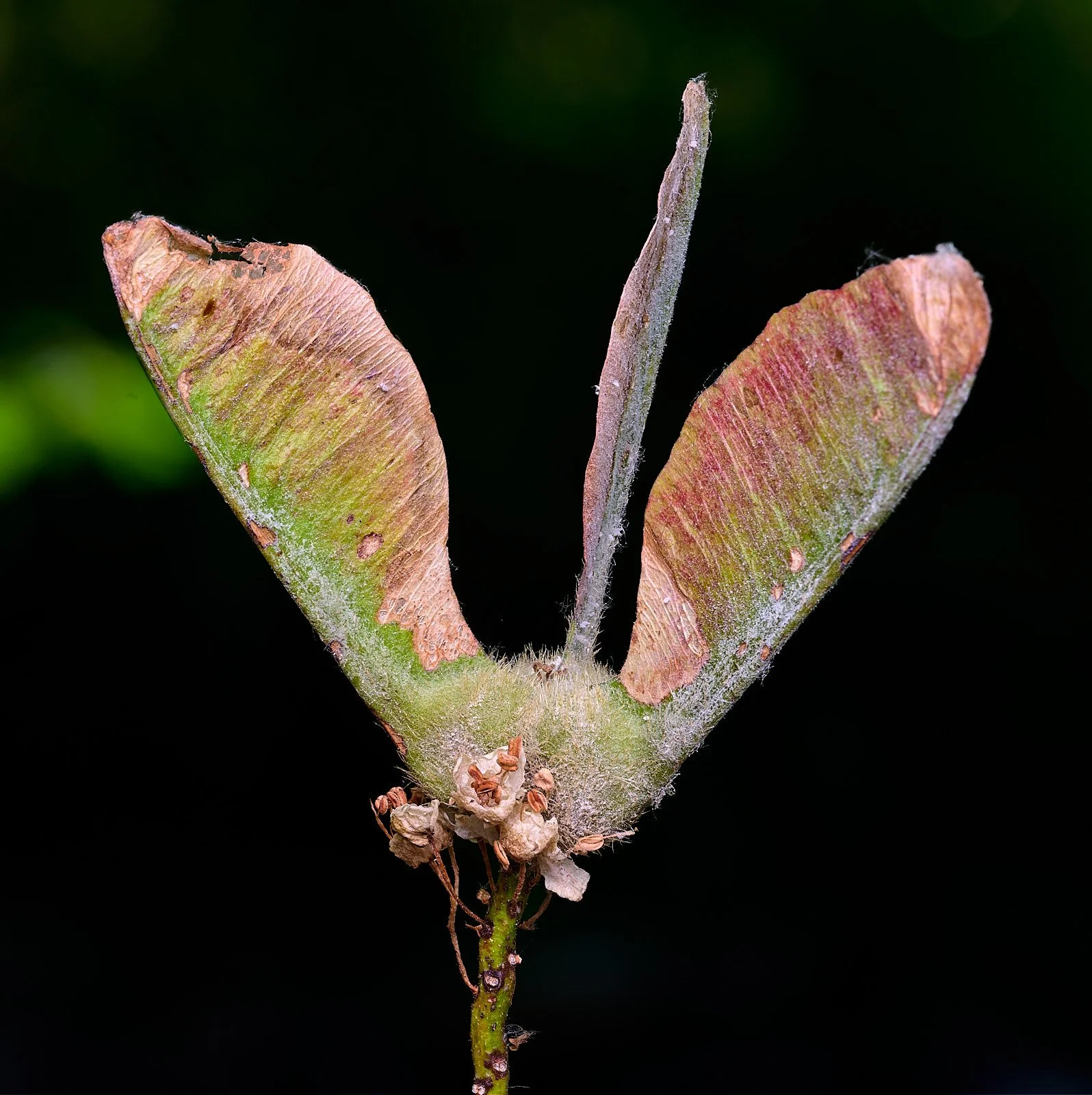Big leaf maple seed