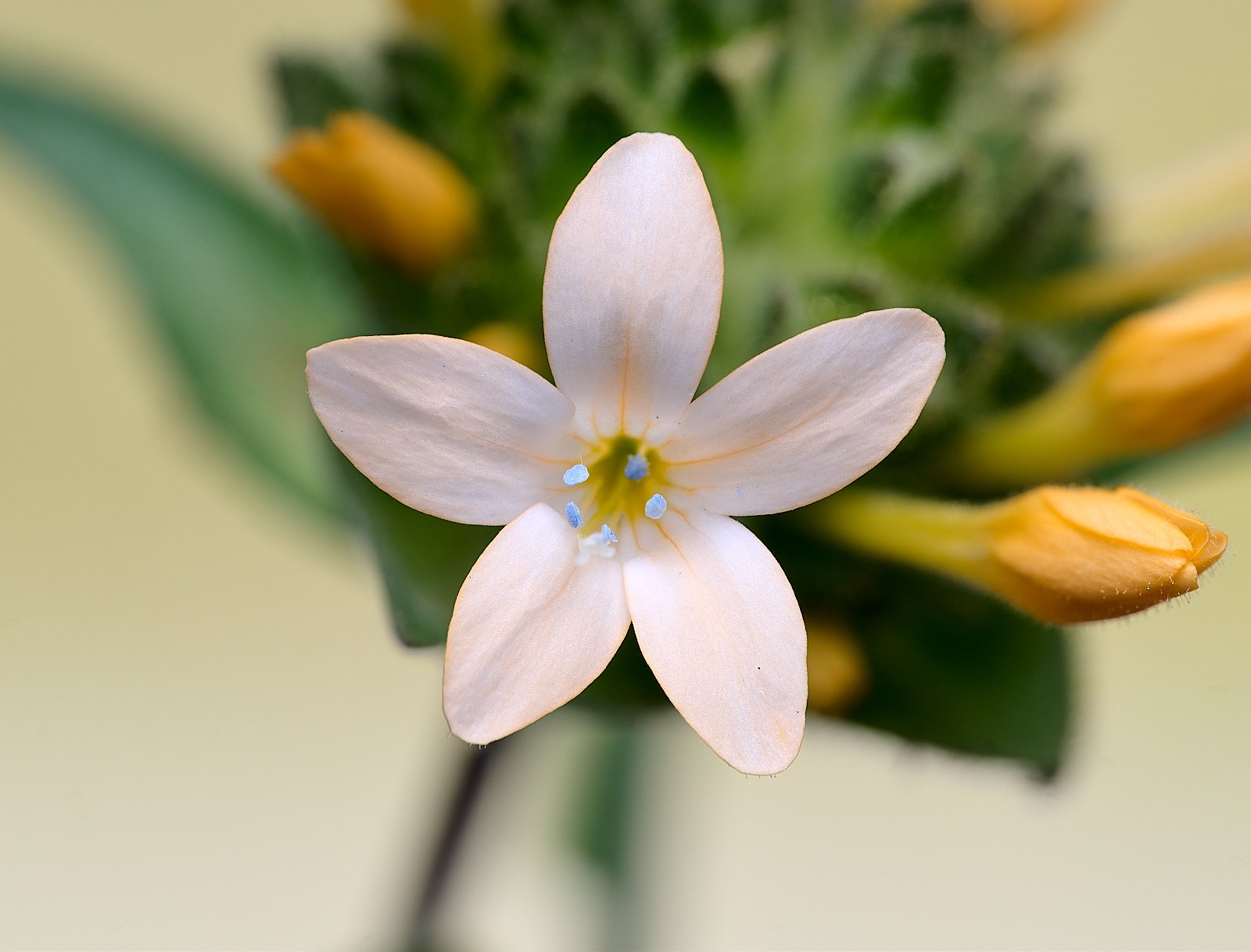 Colomia grandiflora