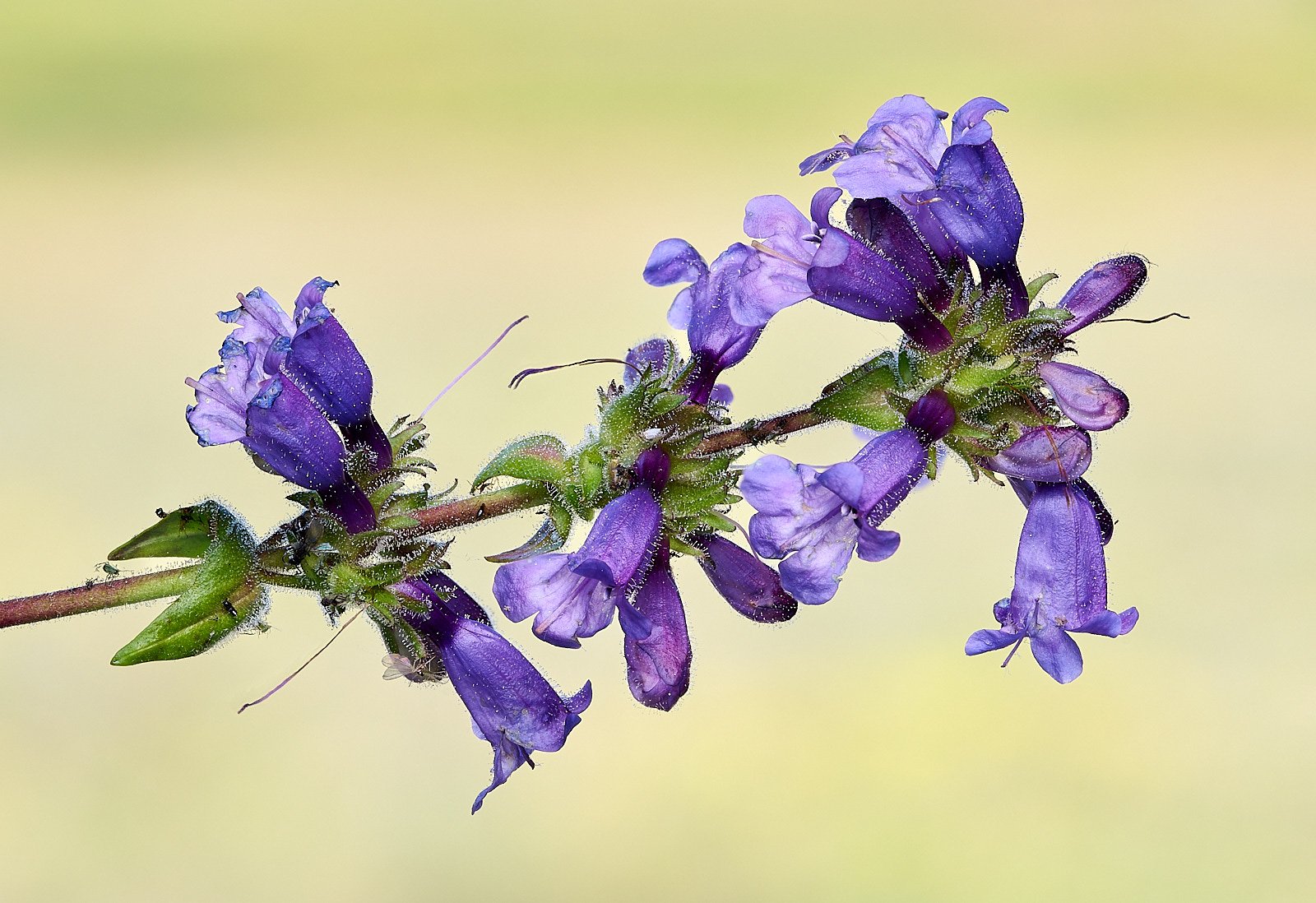 Penstemon spp.