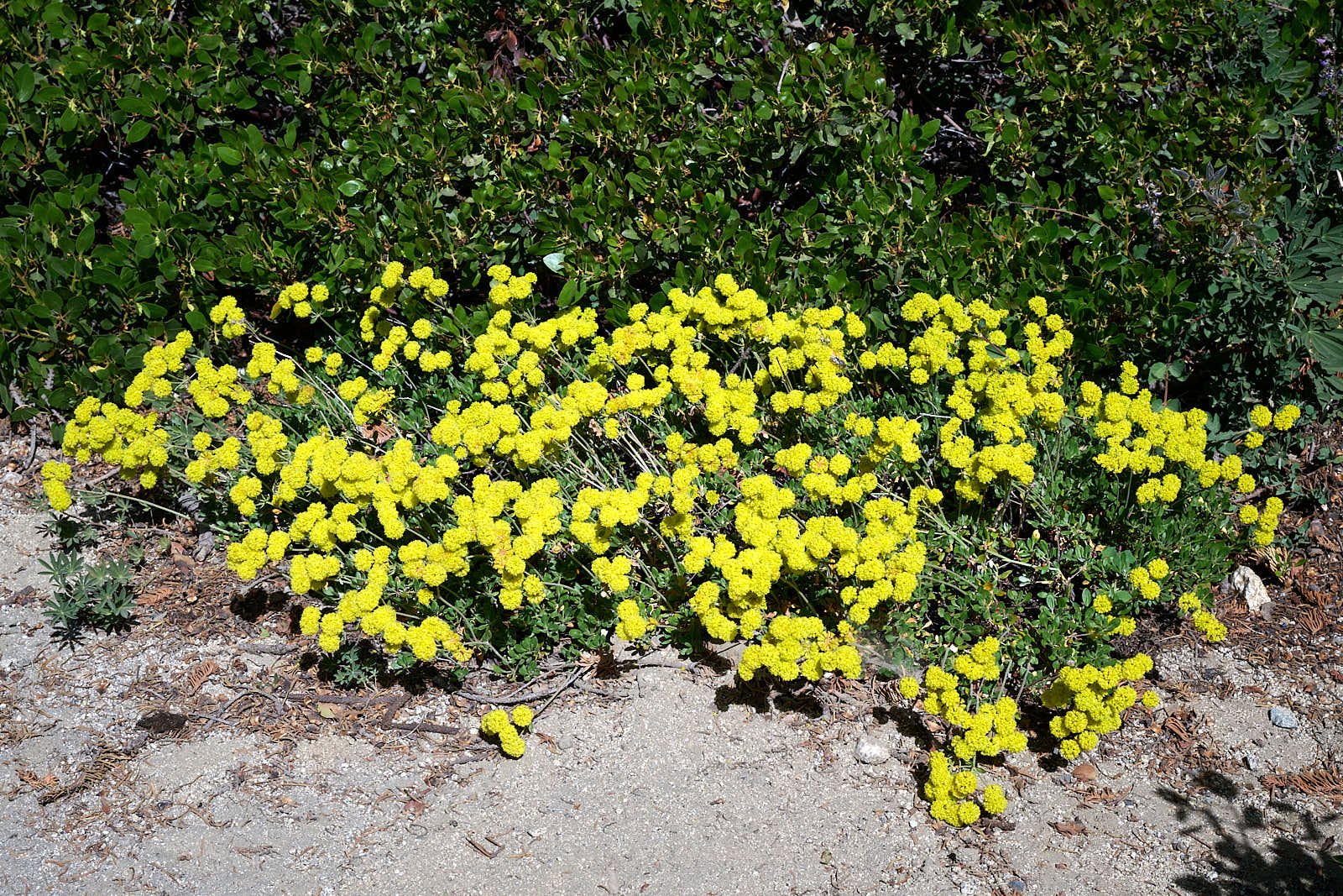 Eriogonum 