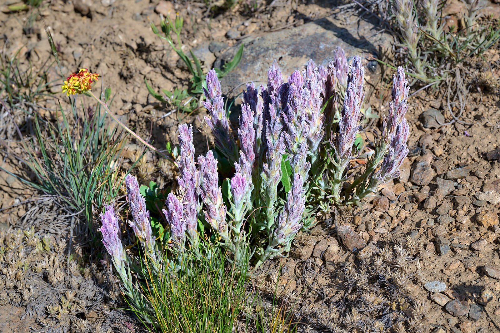 Castilleja schizotricha