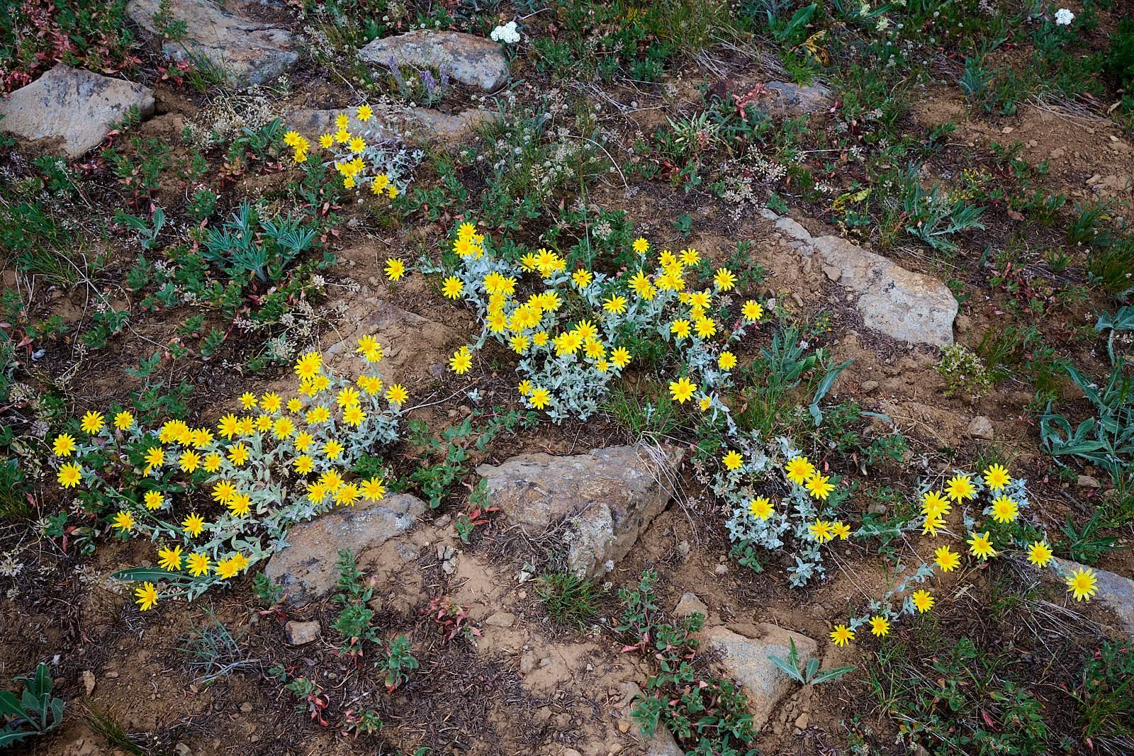 Eryophyllum lanatum