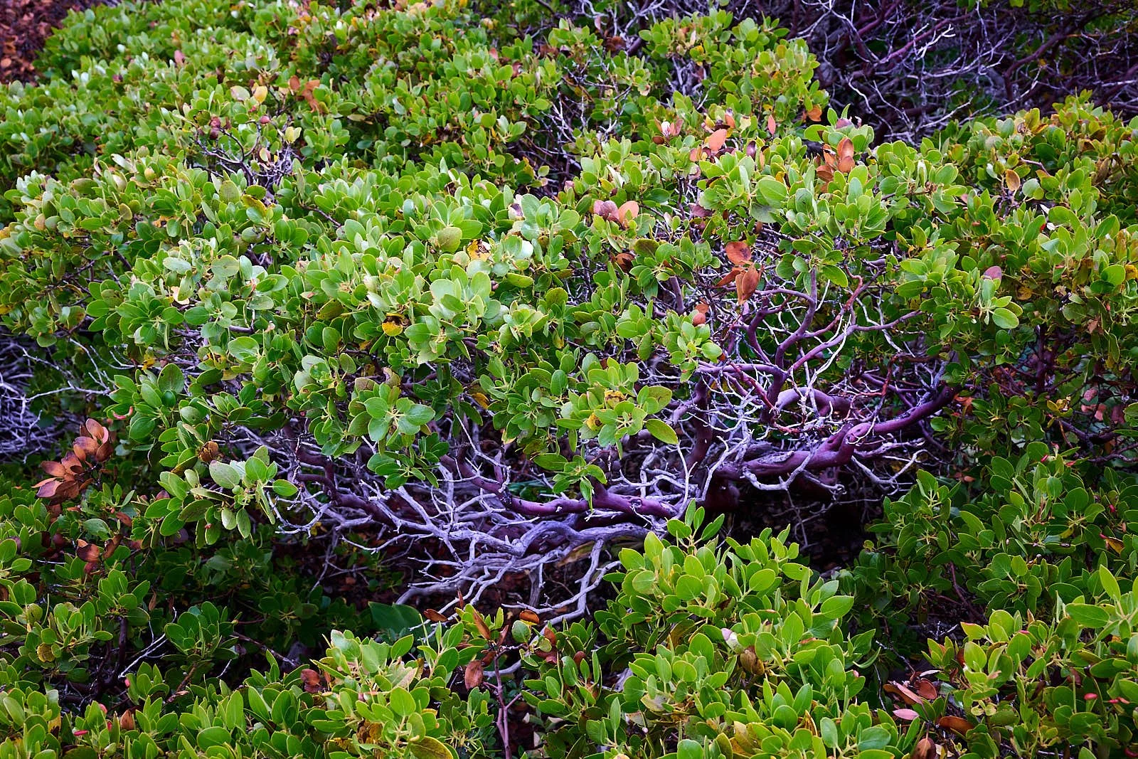 Arctostaphylos patula
