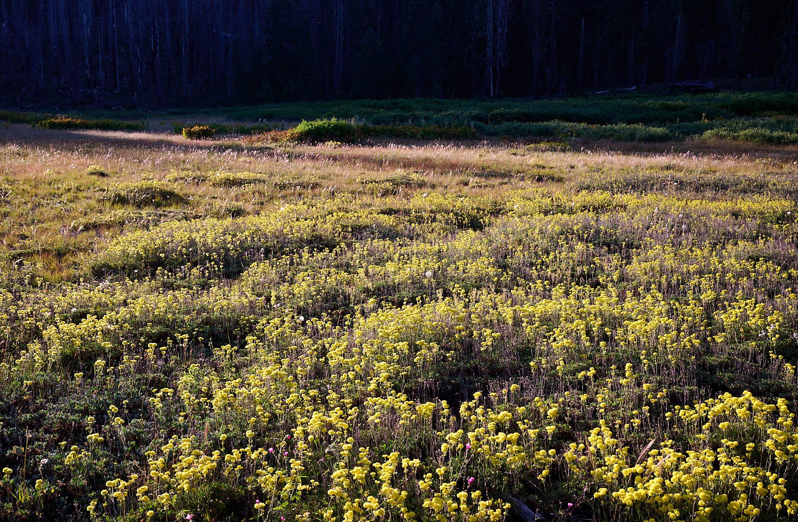 Poker Flat meadow