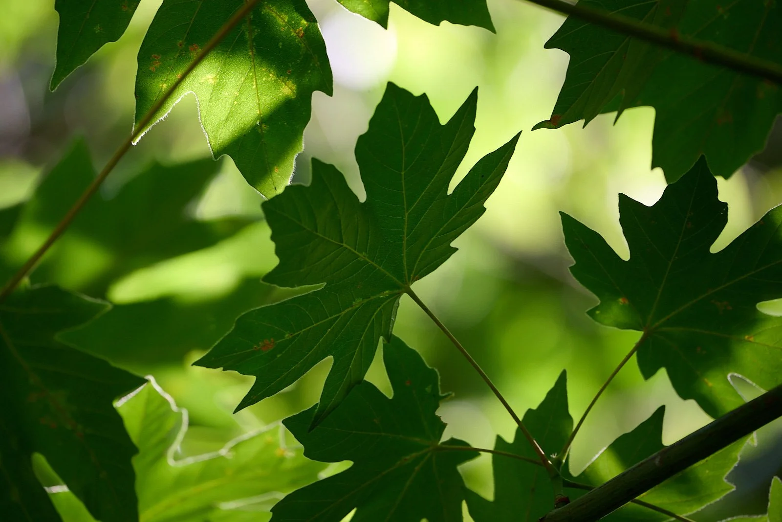 Big leaf maple