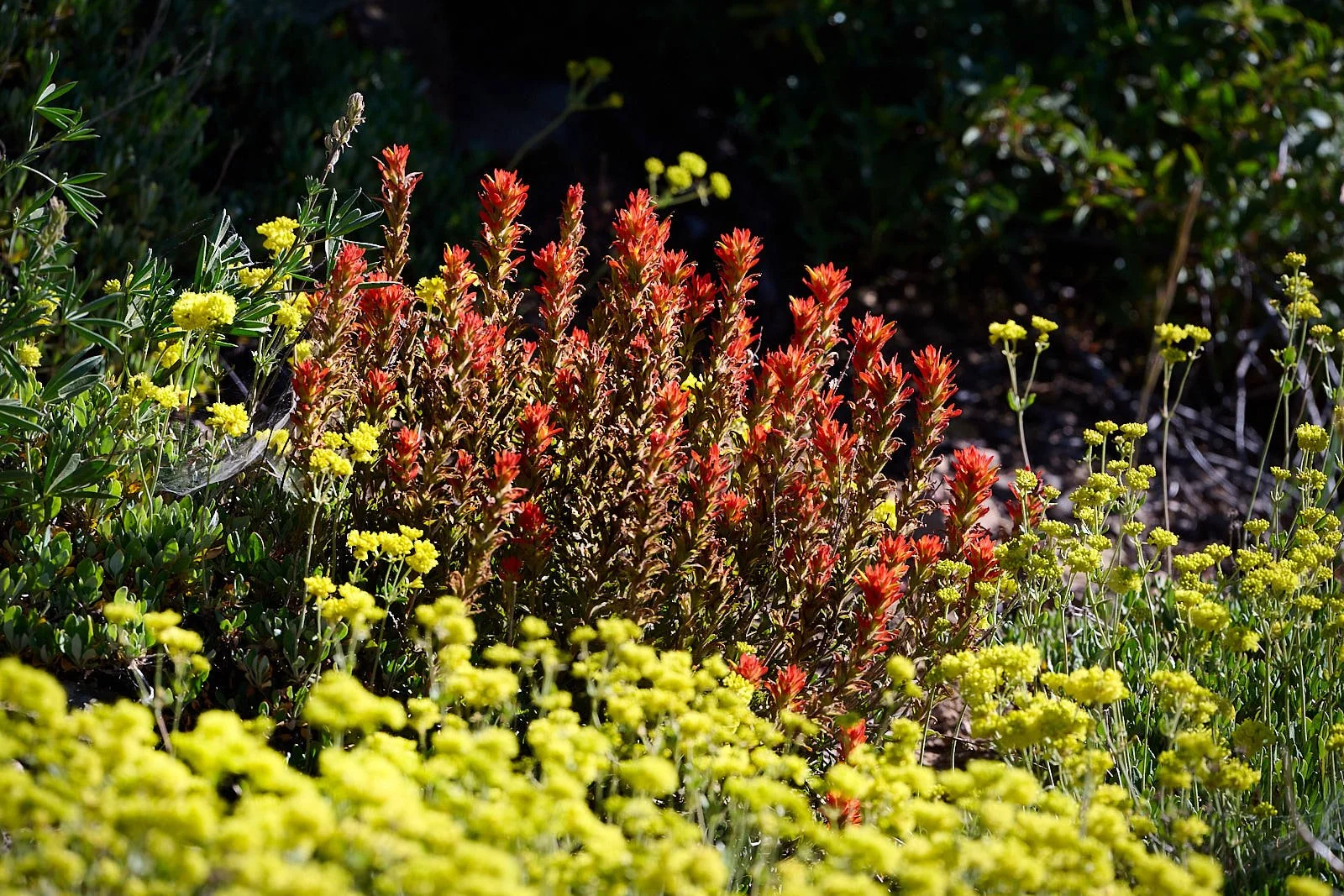 Paintbrush