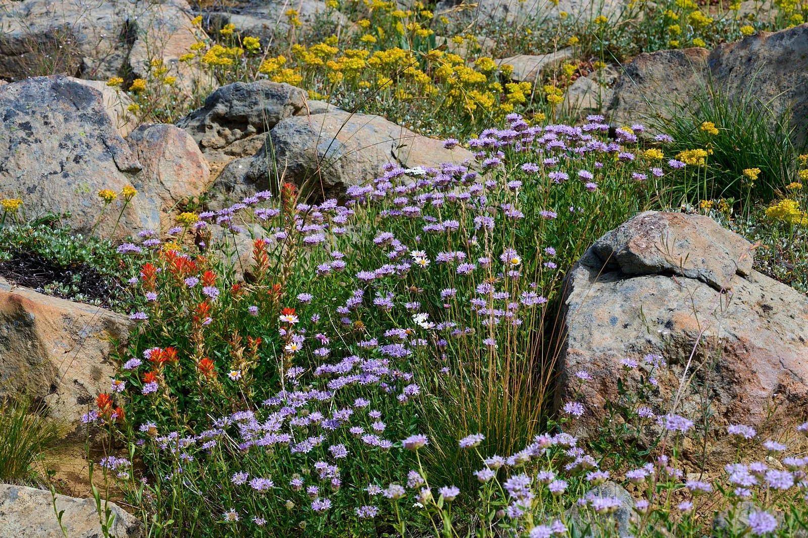 Wouldn't you like this in your own garden?