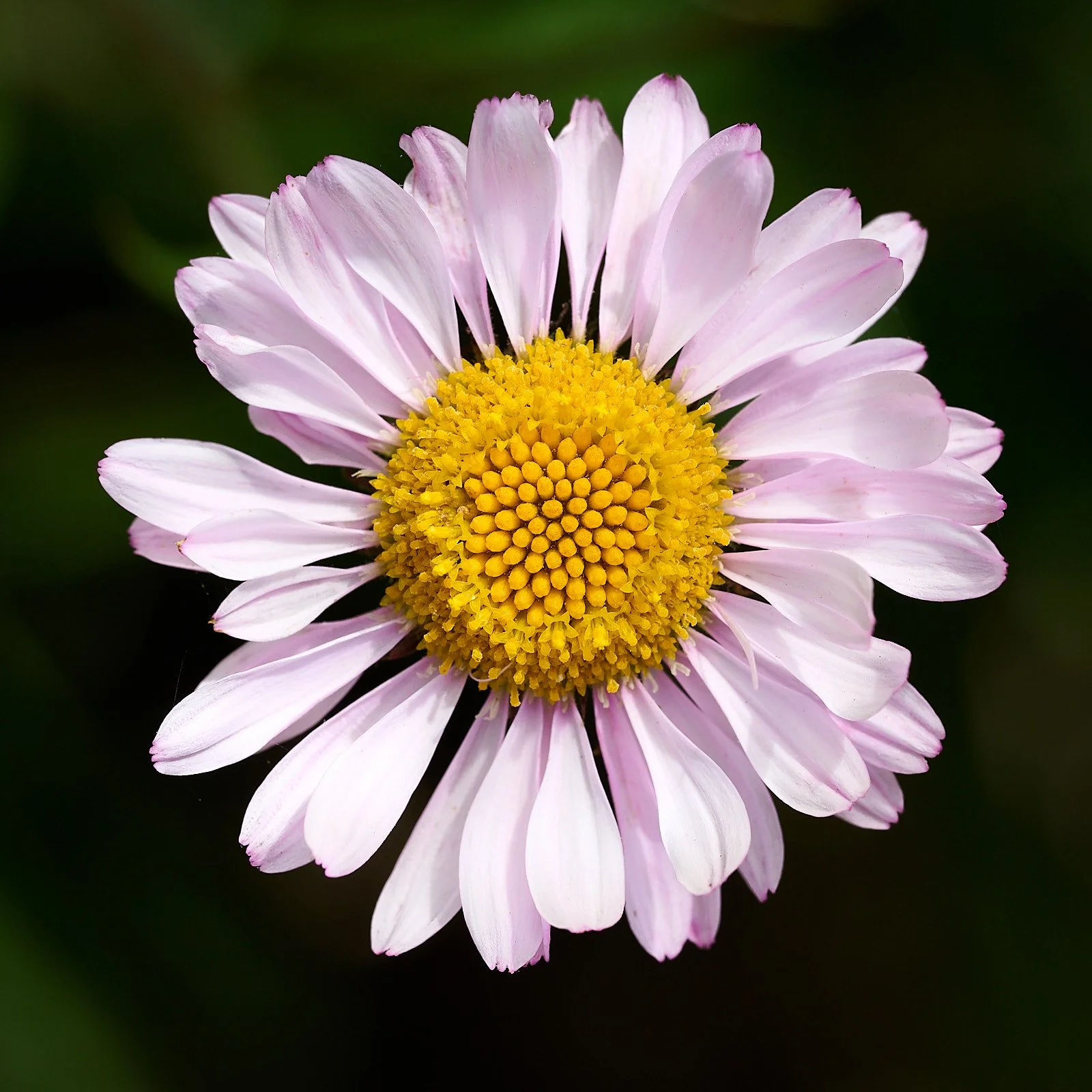 Aster spp.